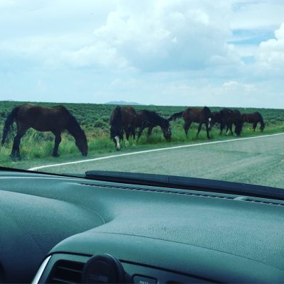wild horses | colorado